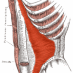 Yoga for Low Back Pain (Part 3: Transverse Abdominis)