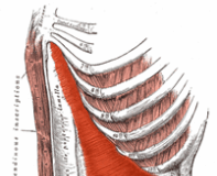 Yoga for Low Back Pain (Part 3: Transverse Abdominis)