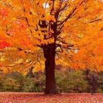 Transitioning into Fall with Yoga: A Recipe for Balance