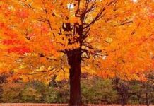 Transitioning into Fall with Yoga: A Recipe for Balance