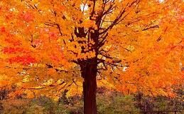 Transitioning into Fall with Yoga: A Recipe for Balance