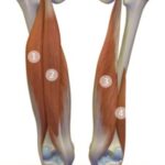 Yoga for Low Back Care (Part 2, Hamstrings)