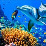 Relaxing Music to Relieve Stress, Anxiety and Depression • Mind, Body 🐬 Soothing music for nerves