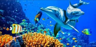 Relaxing Music to Relieve Stress, Anxiety and Depression • Mind, Body 🐬 Soothing music for nerves