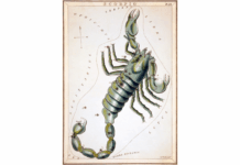 Everything You Need to Know About Scorpio (and Its Influence on Your Life)