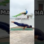 Morning Top 6 Yoga Poses #yoga #yogapose #yogapractice #yogavideos #yogalife #yogaforbeginners #fyp