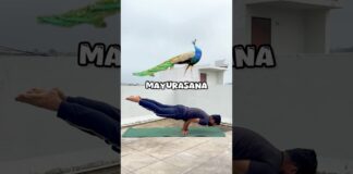 Morning Top 6 Yoga Poses #yoga #yogapose #yogapractice #yogavideos #yogalife #yogaforbeginners #fyp