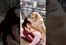 圓圓幫助我完成輔助式核心平衡練習,真棒!!#funny #狗訓練 #pets #cute #animals #couple #baby#newborn #dog #labradorlife