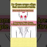 Pain Under the Back of Your Head, Tight Shoulders, or Low Back Pain Try This At Home Stretch Routine