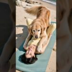 金毛你動作輕一點啊,真是重死了~~~#funny #饲养员日常 #pets #cute #骗你生娃系列 #animals #couple #puppy #baby #newborn