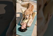 金毛你動作輕一點啊,真是重死了~~~#funny #饲养员日常 #pets #cute #骗你生娃系列 #animals #couple #puppy #baby #newborn