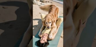 金毛你動作輕一點啊,真是重死了~~~#funny #饲养员日常 #pets #cute #骗你生娃系列 #animals #couple #puppy #baby #newborn