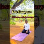 Cat–Cow Pose – Neck, Upper & Lower Back Pain, PCOD, PCOS, Thyroid కోసం#yoga #catandcow #shlokamyoga