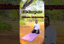 Cat–Cow Pose – Neck, Upper & Lower Back Pain, PCOD, PCOS, Thyroid కోసం#yoga #catandcow #shlokamyoga