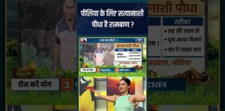 Sanjeevani : पीलिया के लिए सत्यानाशी पौधा है रामबाण ? #swamiramdev #satyanshi #indiatvyoga