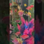 Fish Relaxing music 4k video calming relaxing mind reduce stress anxiety #stressrelief #relaxing