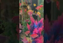 Fish Relaxing music 4k video calming relaxing mind reduce stress anxiety #stressrelief #relaxing