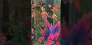 Fish Relaxing music 4k video calming relaxing mind reduce stress anxiety #stressrelief #relaxing