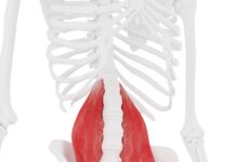 Everything You Need to Try Reclining Hero Pose (Supta Virasana)