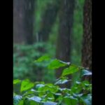 Heavy Rain Sounds and Thunder For Sleep 🌲
