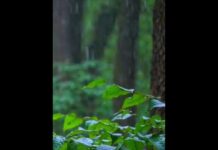 Heavy Rain Sounds and Thunder For Sleep 🌲