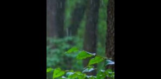 Heavy Rain Sounds and Thunder For Sleep 🌲