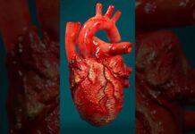 Human Heart #humanheart #exercise #yoga #yogapractice