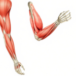 How to Build Your Upper Arm Strength Through Yoga, According to a Physical Therapist