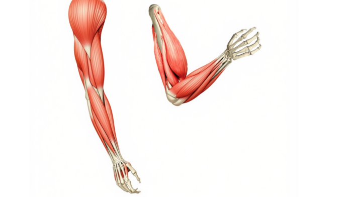 yoga-to-build-arm-strength_getty.png